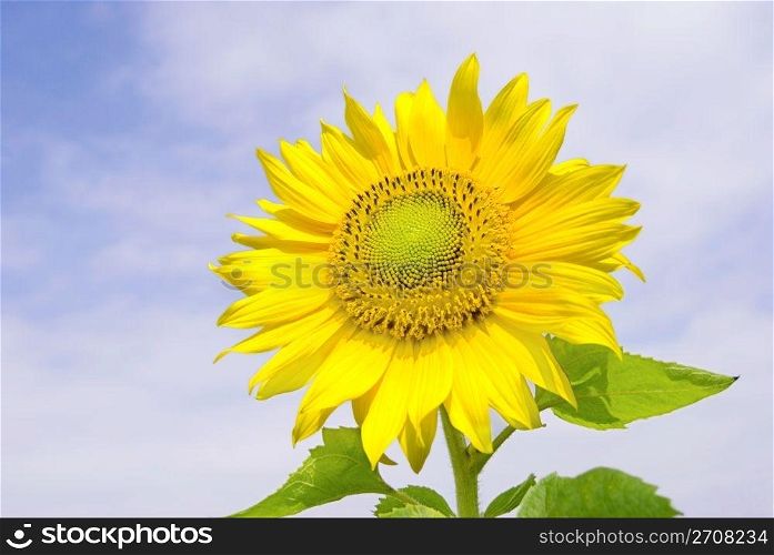 Sunflower under cloundy blue sky