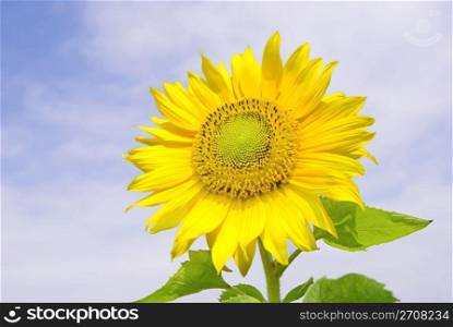 Sunflower under cloundy blue sky