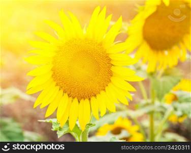 Sunflower under the golden sunlight