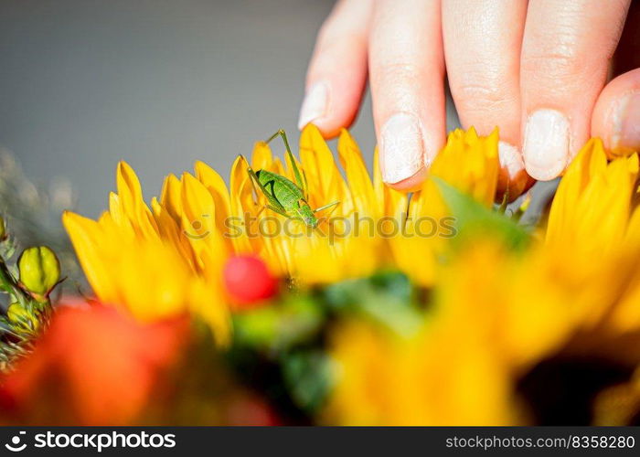 Sunflower wedding bouquet in the hands of a bride with carved nails and small insect eating the seeds of a sunflower, Selective focus. Little green grasshopper on the yellow leaves of a wedding bouquet with sunflower