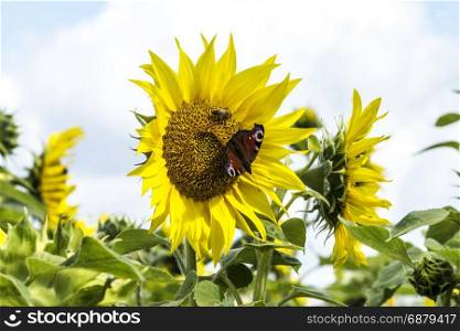 Sunflower with a butterfly