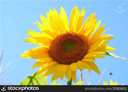 Sunflower with a leaf - clear summer blue sky.