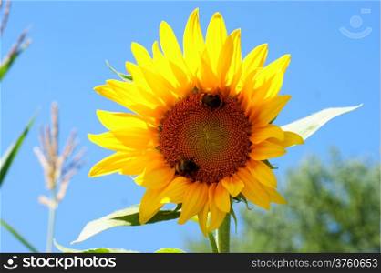 Sunflower with a leaf - clear summer blue sky.