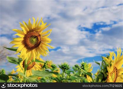 Sunflower with beautiful in nature at the blue sky.