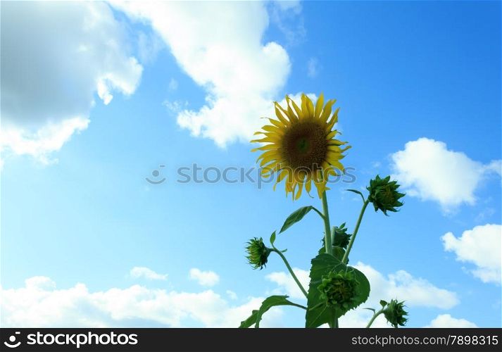 sunflower with blue sky.