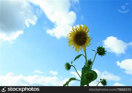 sunflower with blue sky.