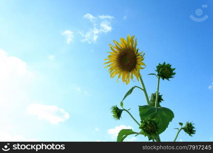 sunflower with blue sky