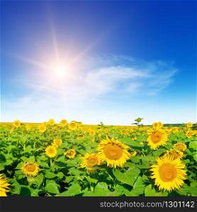 Sunflower with blue sky and beautiful sun. Agricultural landscape.