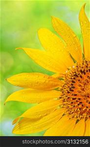 Sunflower with dew drops shoot in studio