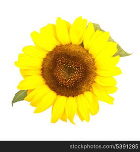 Sunflower with green leaves isolated on white