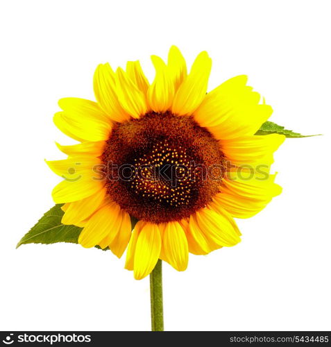 Sunflower with green leaves isolated on white