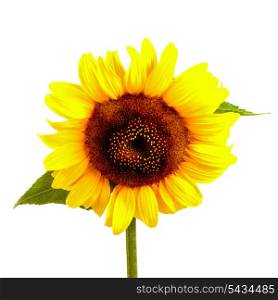 Sunflower with green leaves isolated on white
