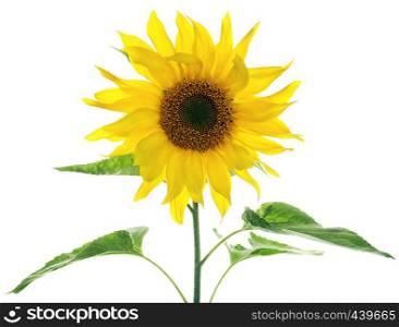 Sunflower with green leaves isolated on white background with copy space