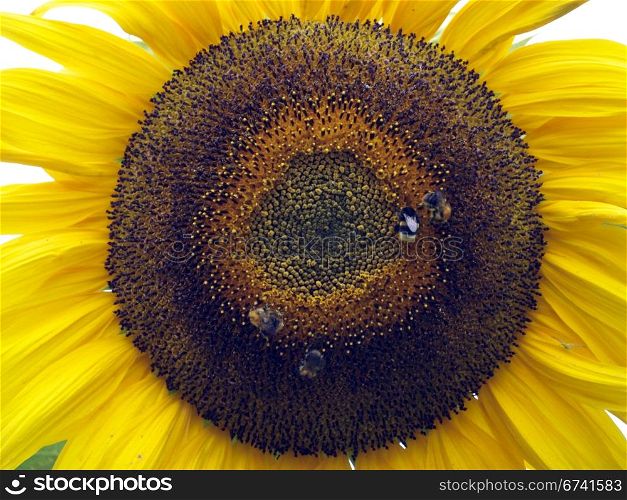 Sunflower with insects. large sunflower with bee
