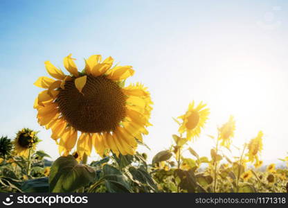 Sunflower with sunlight at the sky in winter.
