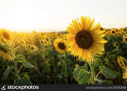 Sunflower with sunset at the sky in winter.
