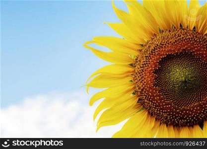 Sunflower with texture of seeds on the blue sky.