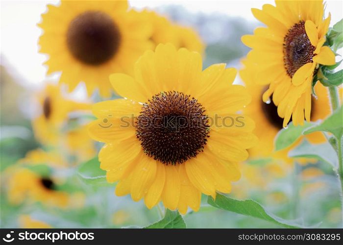 Sunflower with the beautiful in the winter at sunrise.