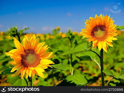 Sunflowers