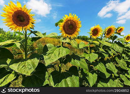 Sunflowers