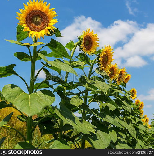 Sunflowers