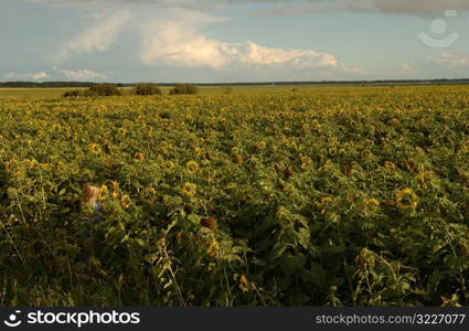 sunflowers