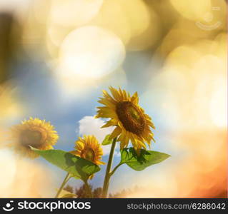 Sunflowers