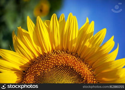 Sunflowers