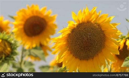 sunflowers against a blue clear sky