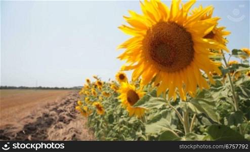 sunflowers against a blue clear sky