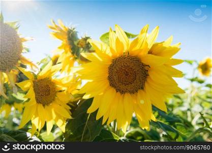 Sunflowers against a blue sky on the field.. Sunflowers against a blue sky