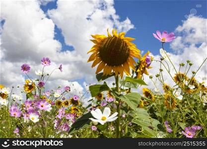 Sunflowers and cosmos flowers against cloudy background Free State South Africa