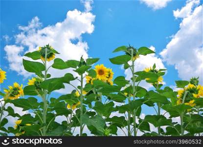 Sunflowers and sky. Nature composition.