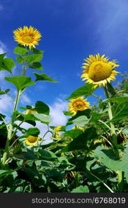 Sunflowers and sky. Nature composition.