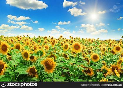 sunflowers and sun on cloudy sky