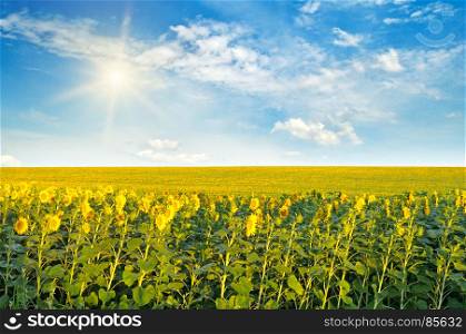 sunflowers and sun on cloudy sky