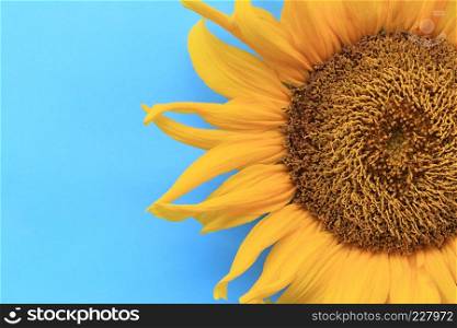 Sunflowers are blooming on blue background and have copy space for design in your work concept.