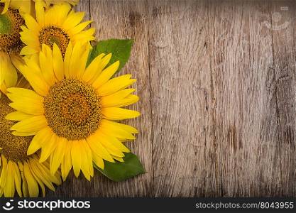 sunflowers are on the wooden background.