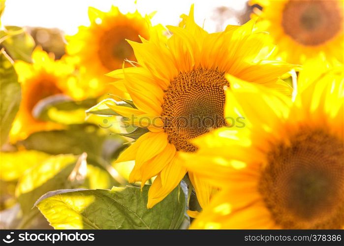 sunflowers at the field