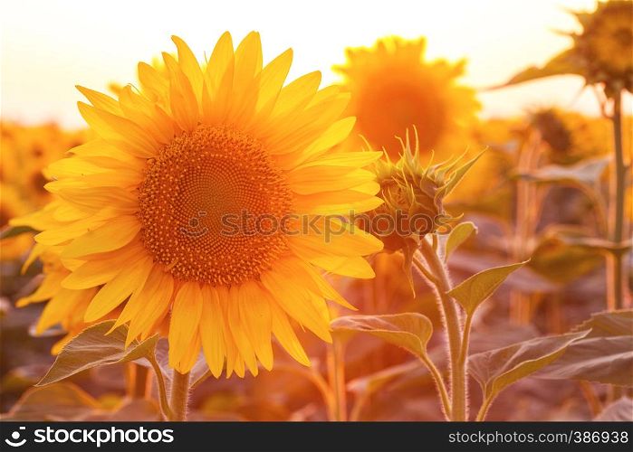 sunflowers at the field on the sunset