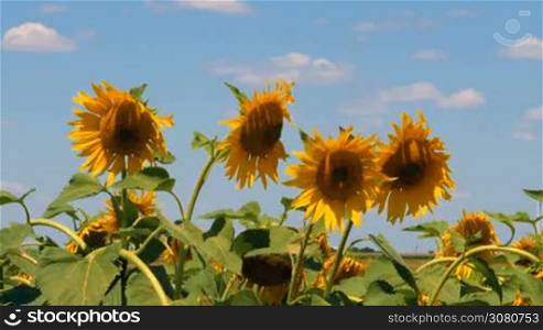 Sunflowers blooming field against summer blue sky.