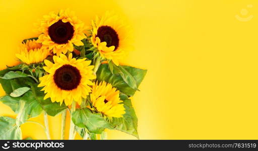 Sunflowers blooming fresh flowers close up on yellow background with copy spacenaturall fall flowers background. Sunflowers on white