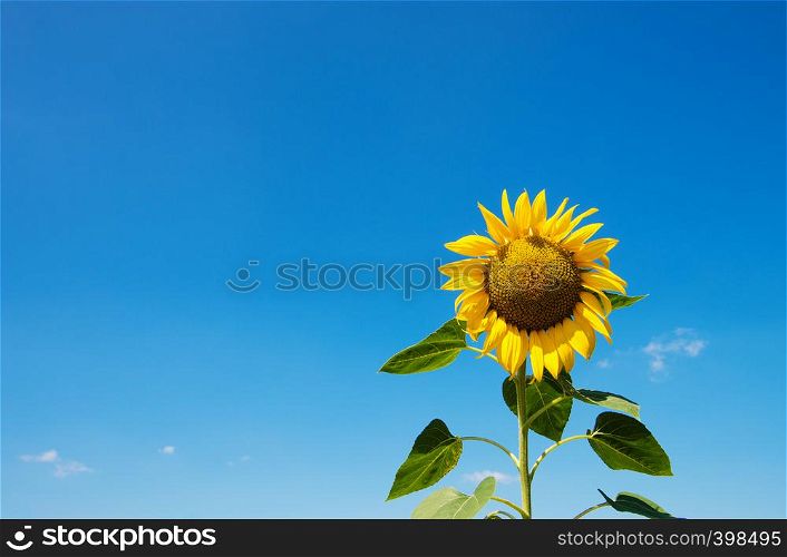 Sunflowers blooming in farm with blue sky.
