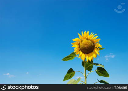 Sunflowers blooming in farm with blue sky.