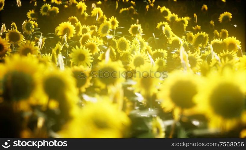 Sunflowers blooming in Late Summer