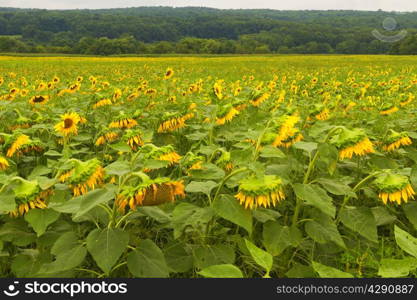 Sunflowers blooming in the farm fields.