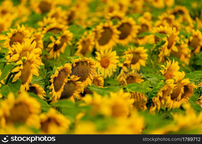 Sunflowers blooming in the field. harvest and agriculture in summer season