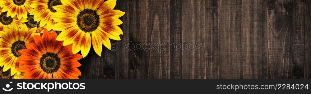 Sunflowers  Duarf Music Bos Sunfloer  panoramic banner frame design with copy space on rustic wooden background