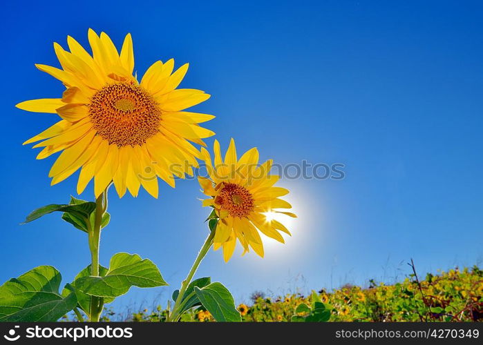 Sunflowers field