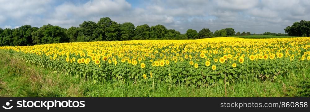 Sunflowers field, a summer landscape